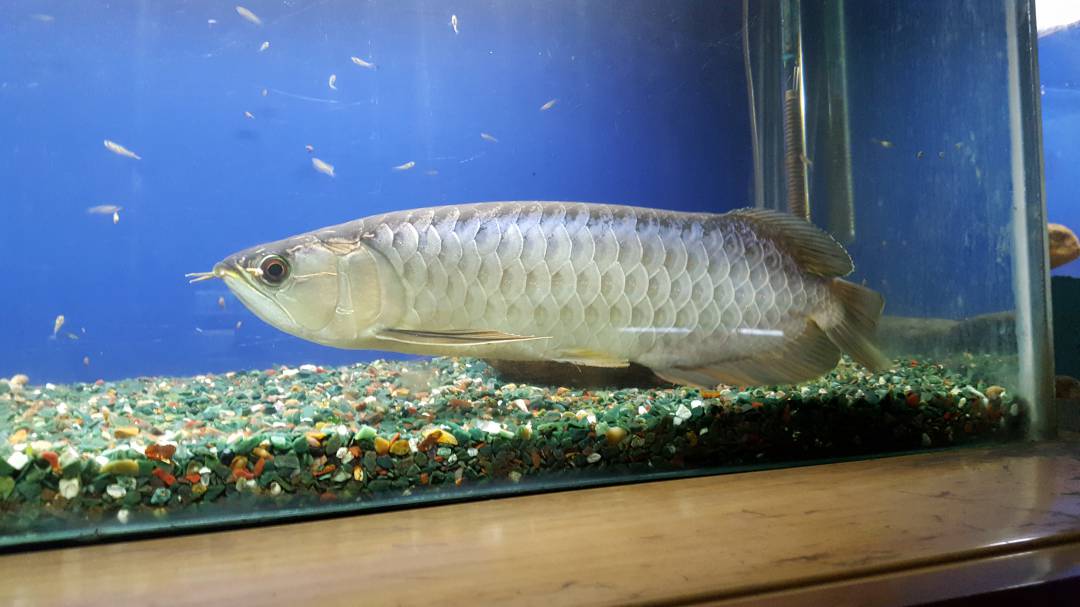 Bangalore Aquarium